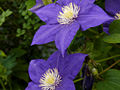 Clematis Beauty of Worcester IMG_4320 Powojnik